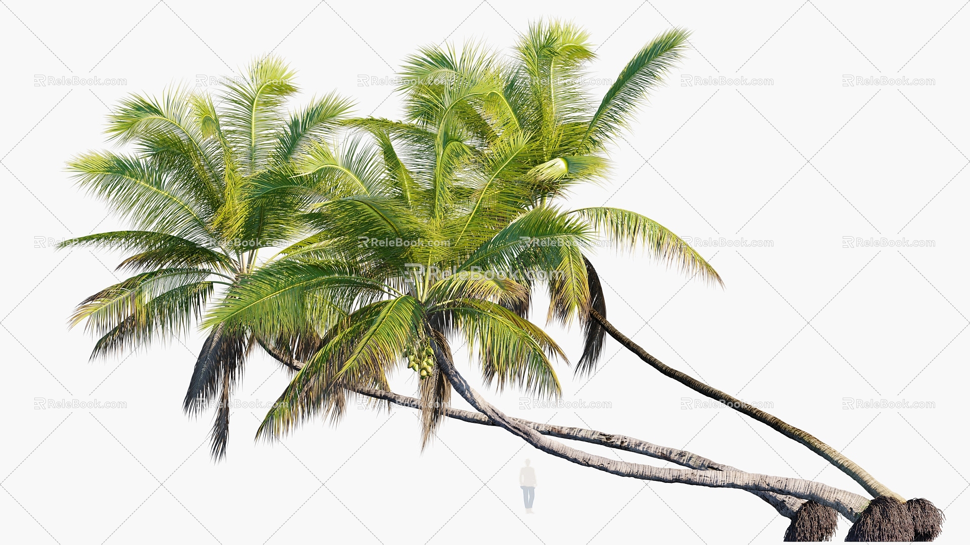 Plant Tropical Tree Coconut Tree 3d model