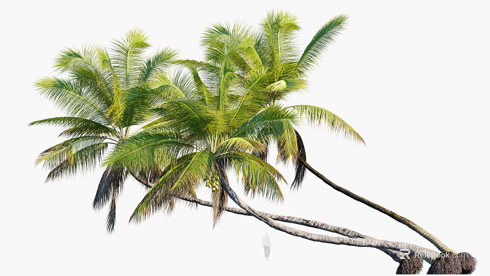 Tall Green Palm Trees With Lush Fronds And Curved Trunks In Tropical Garden 3d model 