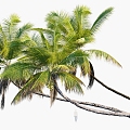 Plant Tropical Tree Coconut Tree 3d model