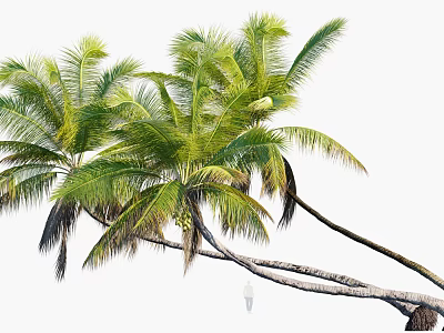 Tall Green Palm Trees With Lush Fronds And Curved Trunks In Tropical Garden 3d model