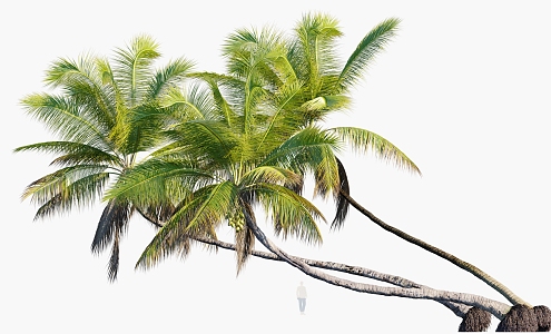 Plant Tropical Tree Coconut Tree 3d model