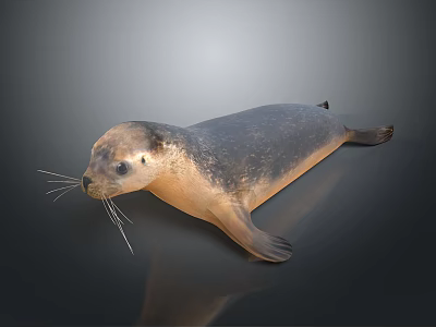 Detailed Seal with Brown Gray Fur Whiskers and Lying Posture on Dark Background 3d model