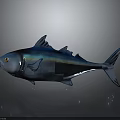 Metallic Fish with Blue and Silver Sheen Fins Tail and Reflection on Gray Background