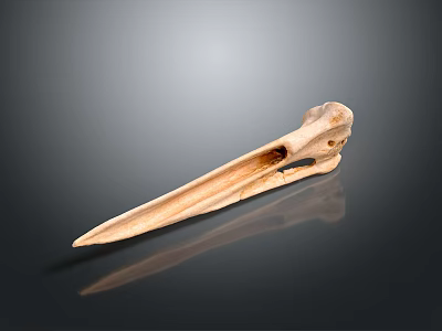 Light Brown Animal Bird Beak Bone On Black Background With Reflection 3d model