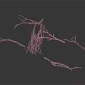Dry Plant Branches with Exposed Roots on Dark Background