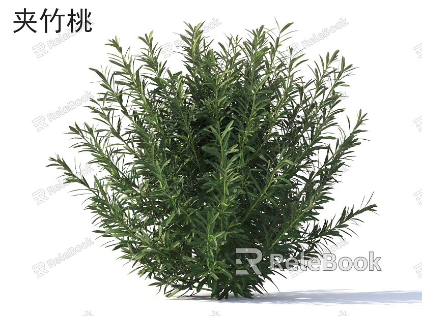 Oleander flowers grass shrubs plants model