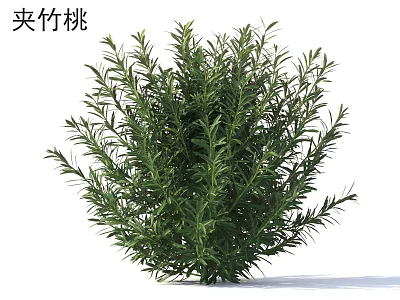 Lush Green Oleander Shrub with Dense Evergreen Leaves for Garden Landscaping Design 3d model