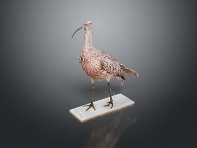 Flying Animal Bird Taxidermy Specimen With Long Beak Standing On White Base 3d model