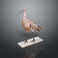Flying Animal Bird Taxidermy Specimen With Long Beak Standing On White Base