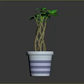 Indoor Decorative Plant with Twisted Stems Green Leaves in White Pot with Purple Stripes