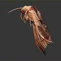 Brown Moth With Extended Antennae And Open Wings On Gray Reflective Surface 3d model