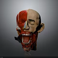 Human Head Anatomy Model With Half Realistic Face And Detailed Internal Structures 3d model