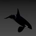 Realistic 3D Orca Model With Black And White Coloration And Detailed Fins