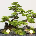 New Chinese-style Courtyard Landscape Setches Pine Tree Landscape Pine Tree Stone Micro-terrain 3d model