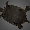Realistic Brown Turtle With Detailed Textured Shell And Extended Limbs 3d model