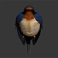 Vibrant Swallow with Blue Wings Orange Chest Perched on Dark Background