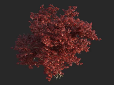 Lush Ornamental Arbor with Vibrant Red Leaves for Garden Landscape Design 3d model