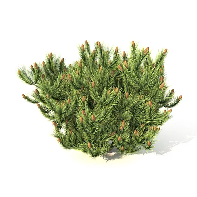 Vibrant Healthy Pine Tree Displaying Lush Green Needles And Small Cones 3d model