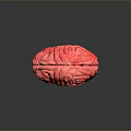 3D Anatomical Human Brain Model Medical Device For Medical Education And Research