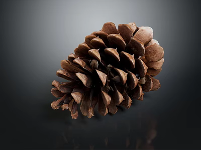 Natural Pine Cone Close Up Shot With Detailed Brown Textured Scales 3d model