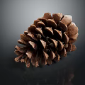 Natural Pine Cone Close Up Shot With Detailed Brown Textured Scales