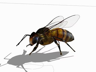 Close Up View Of A Bee Flying Insect With Yellow Black Stripes And Transparent Wings 3d model