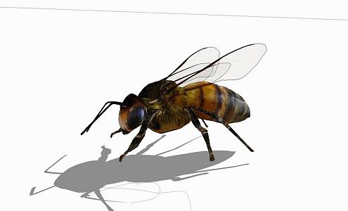 modern bee animal bee 3d model