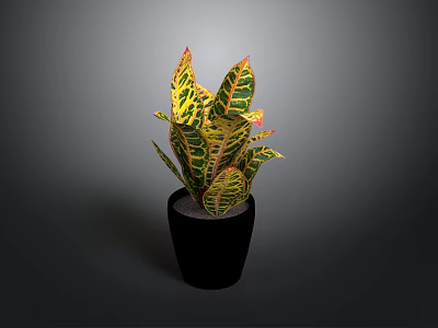 Vibrant Variegated Leaves Plant in Black Ceramic Pot on Dark Background 3d model