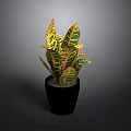 Vibrant Variegated Leaves Plant in Black Ceramic Pot on Dark Background