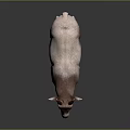 Realistic brown and white goat with horns standing on gray background