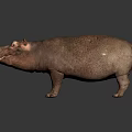 Lifelike Large Hippopotamus Standing On Dark Smooth Surface With Glossy Reflection 3d model