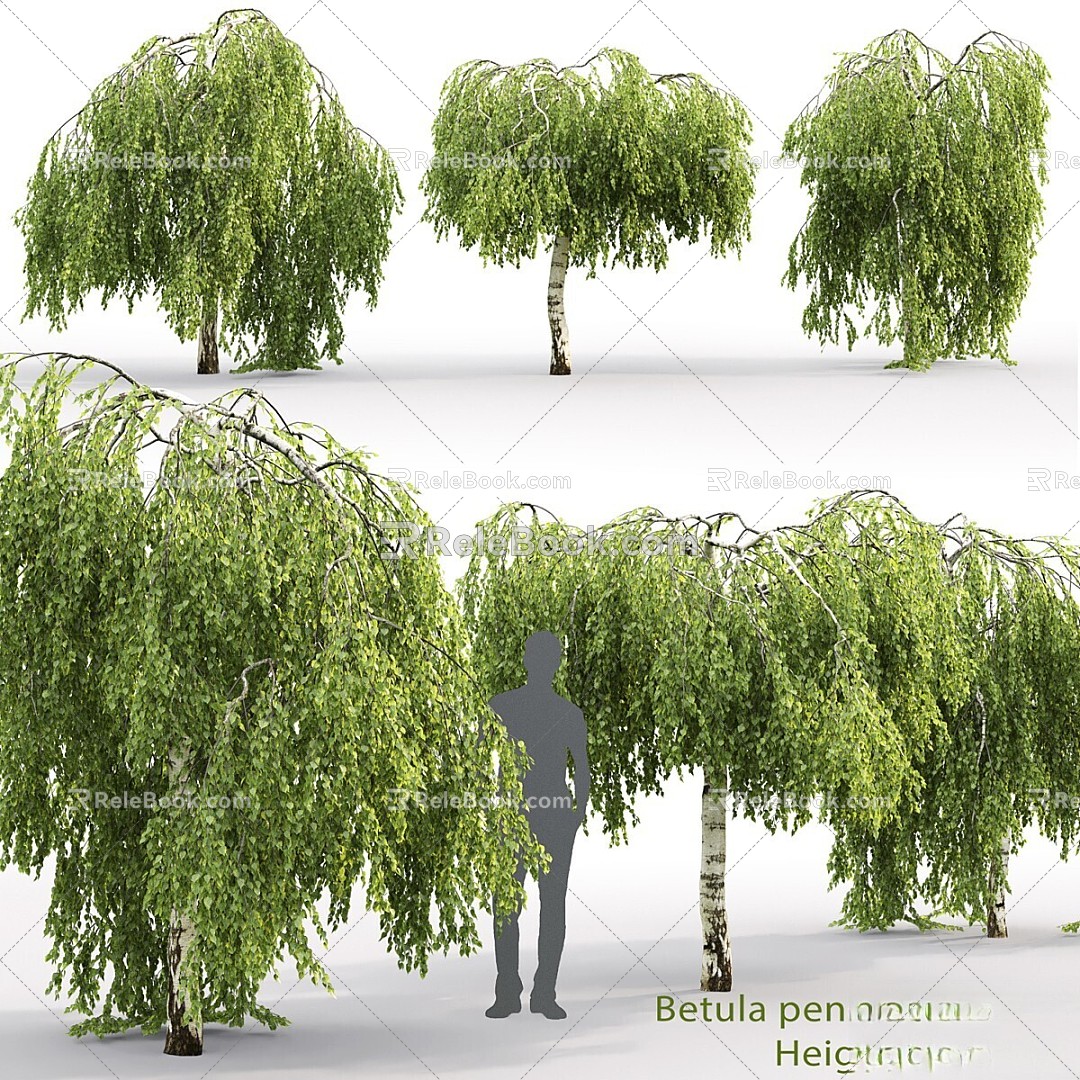 Tree tree birch birch dwarf tree weeping 3d model