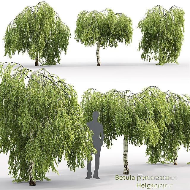 Weeping Willow Trees With Green Hanging Foliage And White Trunks Near Human Silhouette 3d model 