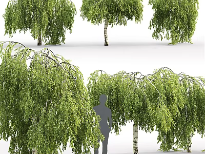 Weeping Willow Trees With Green Hanging Foliage And White Trunks Near Human Silhouette 3d model