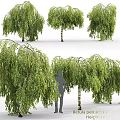 Weeping Willow Trees With Green Hanging Foliage And White Trunks Near Human Silhouette