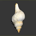 Beautiful Aquatic Conch Shell With White Yellow Stripes And Spiral Texture On Gray Background