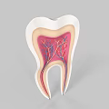 Tooth Structure Cross Section Showing Internal Anatomy Nerves and Blood Vessels