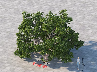 Lush Green Arbor With Thick Trunk And Foliage On Stone Pavement With Person Standing Nearby 3d model