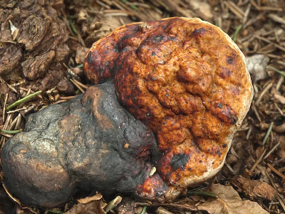 Wild Edible Mushroom with Brown Orange Cap Growing on Forest Floor with Fallen Leaves 3d model