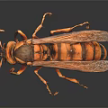 Flying Animal Wasp With Orange and Black Striped Body Wings and Legs