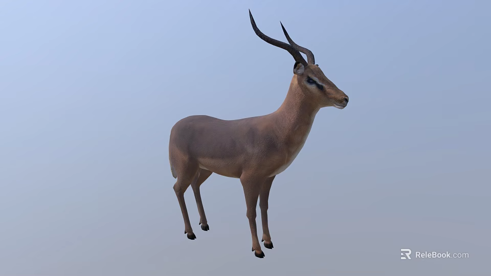Realistic 3D Antelope Model With Long Curved Horns Standing Isolated On White 3d model 