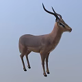 Realistic 3D Antelope Model With Long Curved Horns Standing Isolated On White