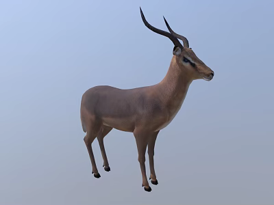 Realistic 3D Antelope Model With Long Curved Horns Standing Isolated On White 3d model