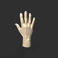Realistic Detailed Human Hand Model With Textured Surface And Extended Fingers