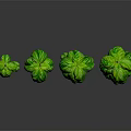 Four Pots of Basil Plants With Lush Green Leaves Arranged on Black Background and Reflections