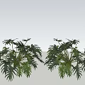 Vibrant Green Leafy Plants with Lush Tropical Foliage for Indoor Decor