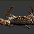 Brown crab with shiny exoskeleton and prominent claws isolated on gray background