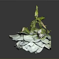 Single Blooming White Rose With Green Leaves On Dark Background