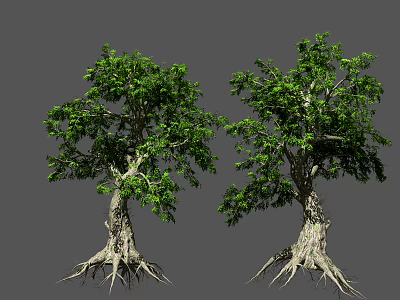 Tall Arbor Trees With Lush Green Leaves Thick Trunks And Exposed Roots 3d model