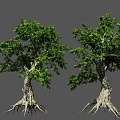 Tall Arbor Trees With Lush Green Leaves Thick Trunks And Exposed Roots